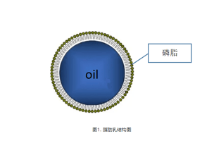 激光粒度分析儀用于脂肪乳注射液粒度的研究